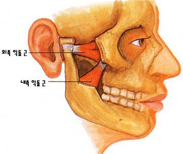 익돌근 (외측,내측)